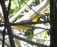 Icterus cucullatus nelsoni