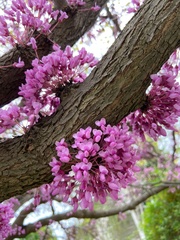Cercis