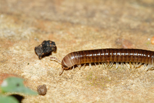 Millipede
