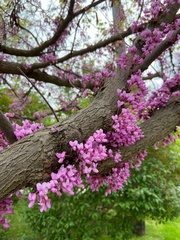 Cercis