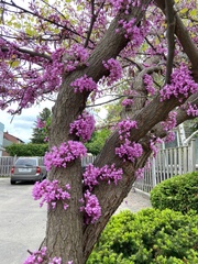 Cercis
