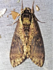 Manduca pellenia