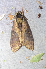 Manduca pellenia