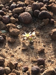 Dudleya brevifolia
