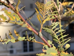 Eudiagogus episcopalis