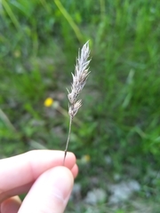 Lolium giganteum