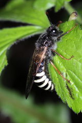 Pseudoclavellaria amerinae