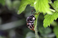 Pseudoclavellaria amerinae