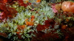 Pycnoclavella stanleyi