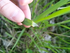 Lolium giganteum