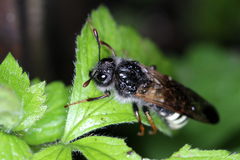 Pseudoclavellaria amerinae