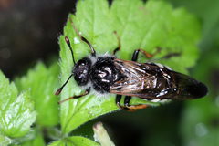 Pseudoclavellaria amerinae