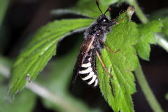 Pseudoclavellaria amerinae