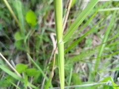 Lolium giganteum