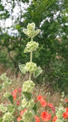 Pseudodictamnus hirsutus