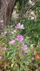 Malva sylvestris