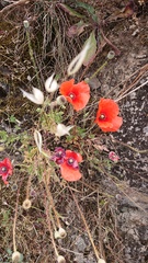 Papaver rhoeas