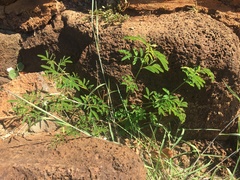 Desmanthus pernambucanus