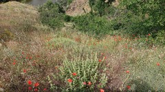 Pseudodictamnus hirsutus