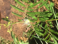 Desmanthus pernambucanus