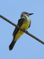Tyrannus melancholicus