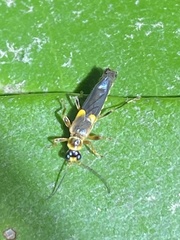 Trypherus latipennis
