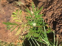 Desmanthus pernambucanus