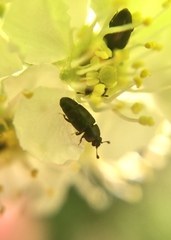 Carpophilus brachypterus