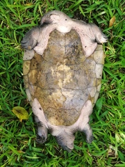 Dermatemys mawii