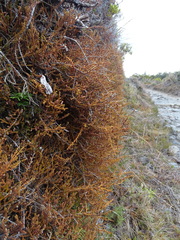 Lepidothamnus laxifolius