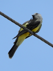 Tyrannus melancholicus