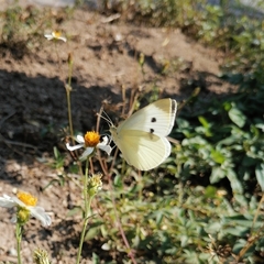 Pieris rapae rapae