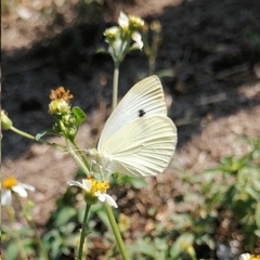 Pieris rapae rapae