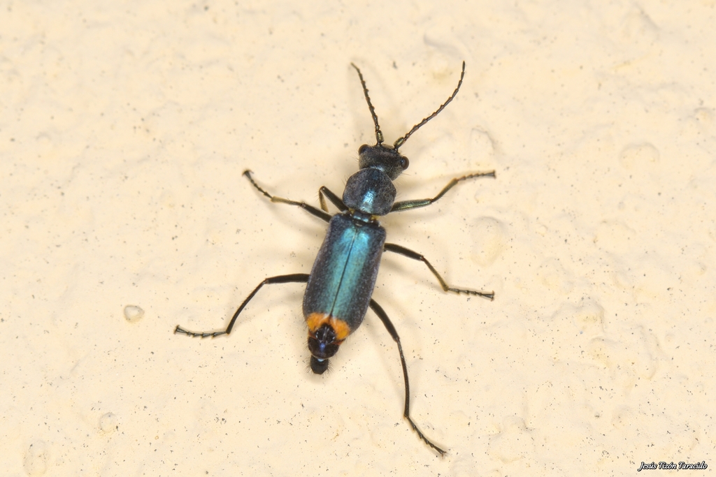 Yellow-fronted Soft-winged Flower Beetle