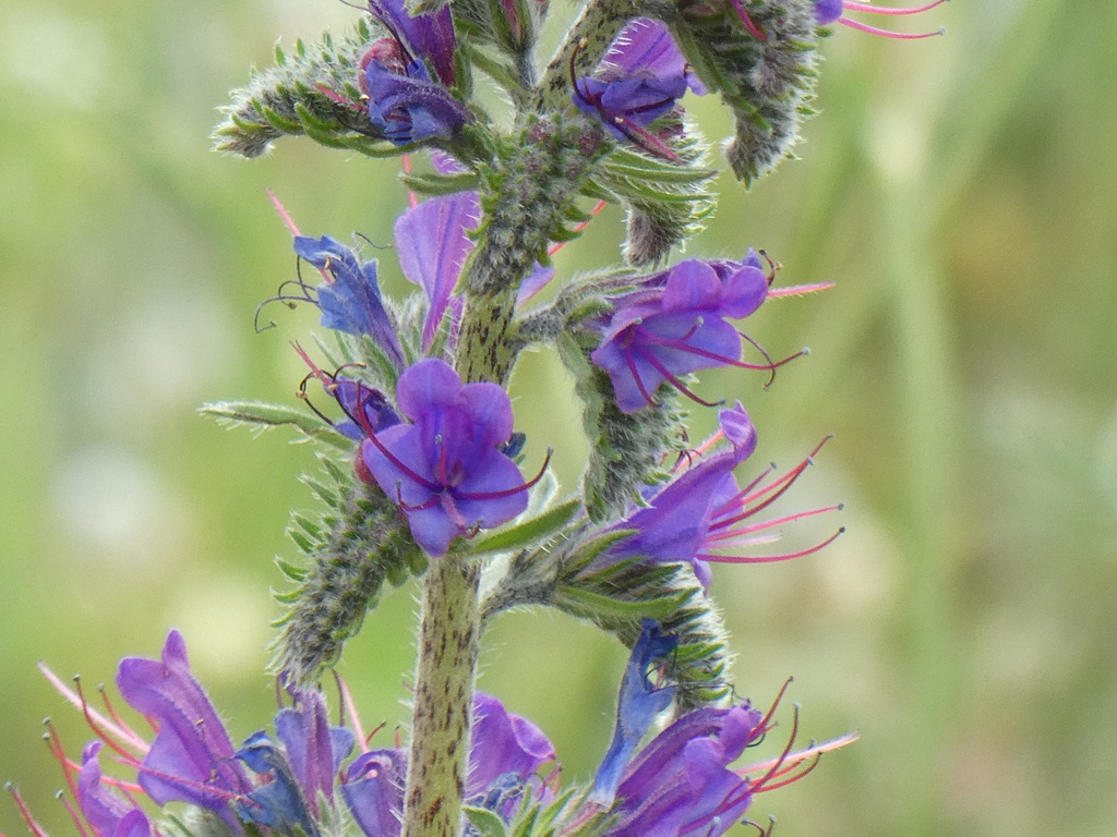 Echium vulgare — a medium houseplant