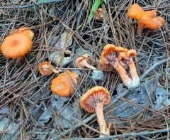 Cantharellus texensis