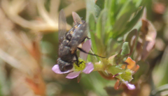 Opsidia intonsa