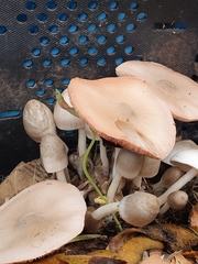 Volvariella