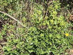 Euphydryas chalcedona chalcedona