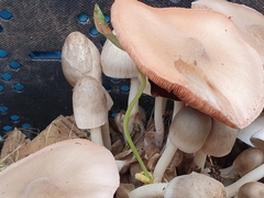 Volvariella