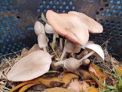 Volvariella