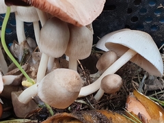 Volvariella