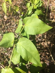 Jasminum multiflorum