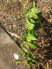 Jasminum multiflorum