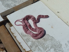 Masticophis flagellum cingulum