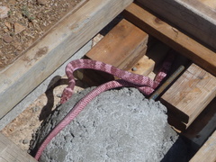 Masticophis flagellum cingulum