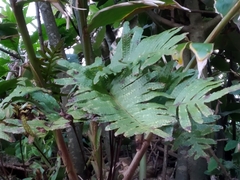 Polypodium macaronesicum azoricum