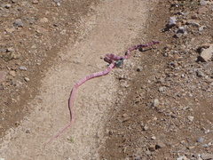 Masticophis flagellum cingulum