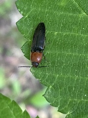 Ampedus rubricollis
