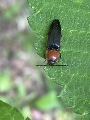 Ampedus rubricollis